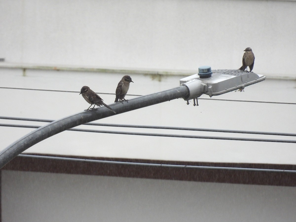 Chalk-browed Mockingbird - Rodrigo Quadros