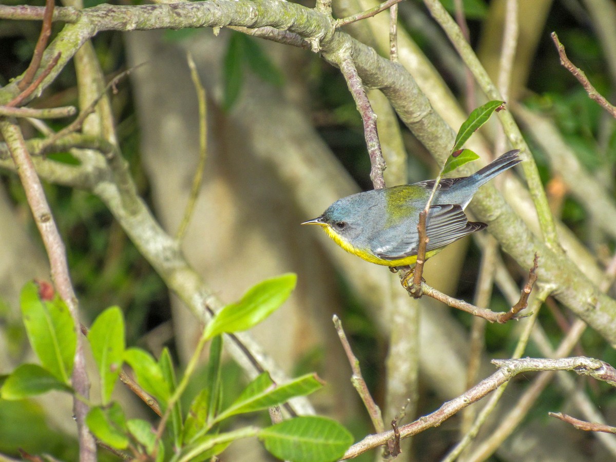 Tropical Parula - Luis  Weymar Junior