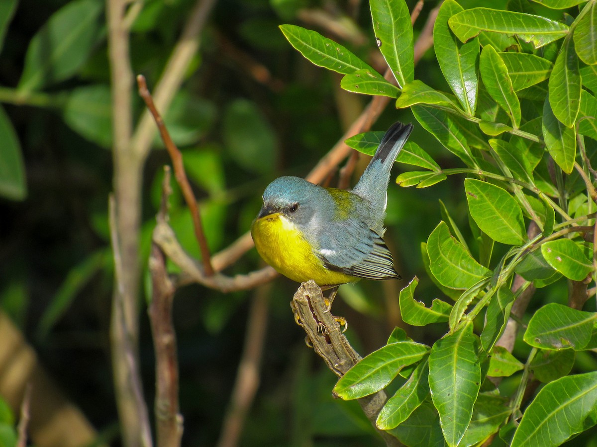 Tropical Parula - Luis  Weymar Junior