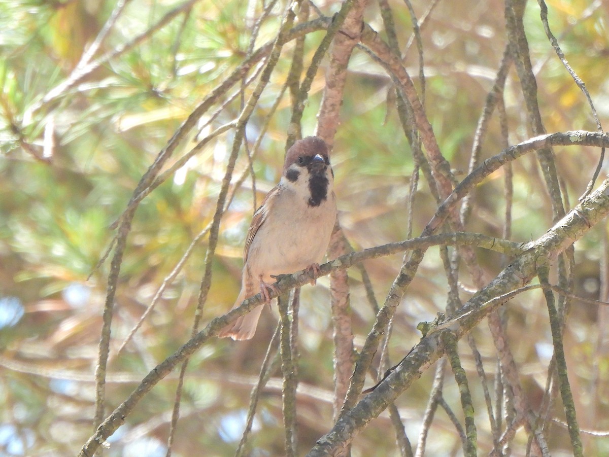Eurasian Tree Sparrow - Ignacio Barrionuevo