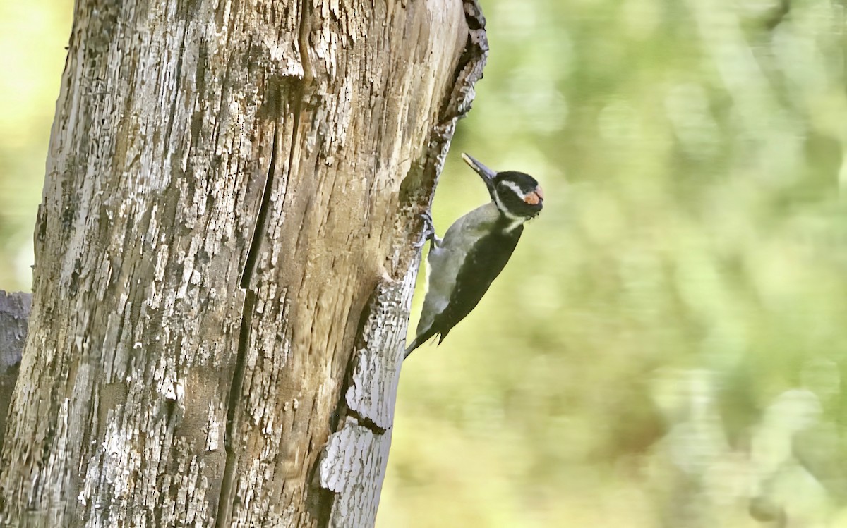 Hairy Woodpecker - Douglas Hall