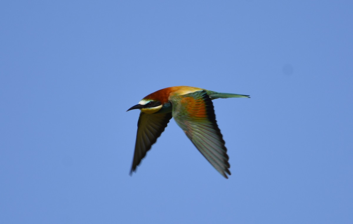 European Bee-eater - Dominique Blanc