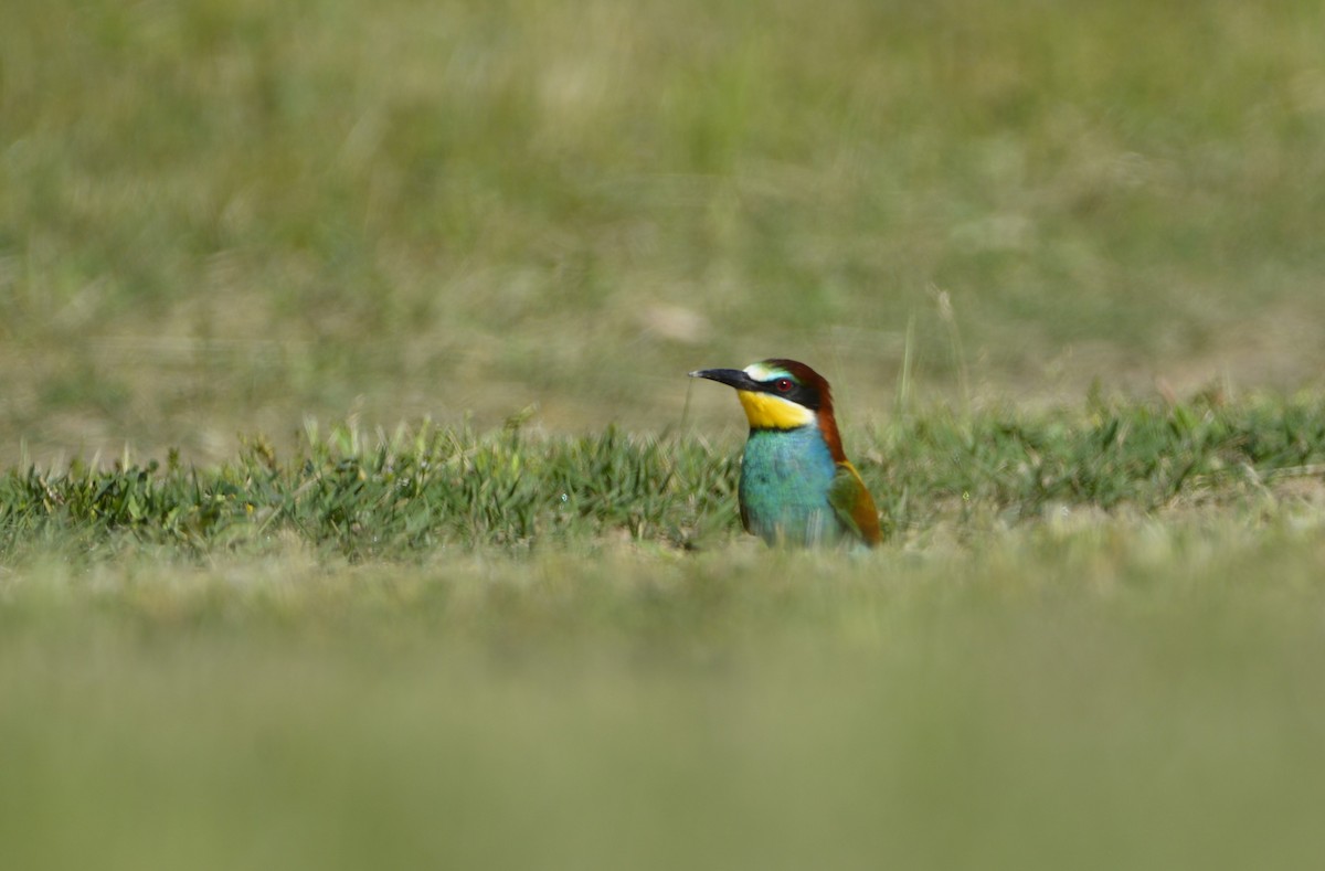 European Bee-eater - Dominique Blanc