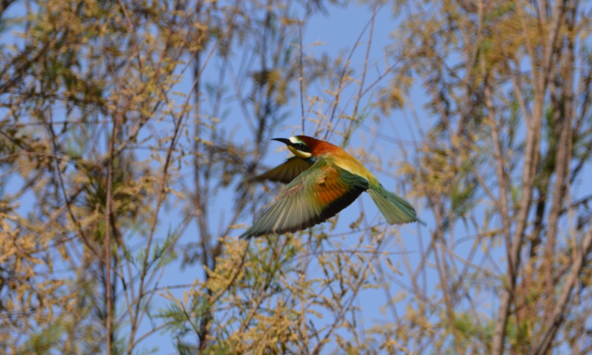 European Bee-eater - Dominique Blanc