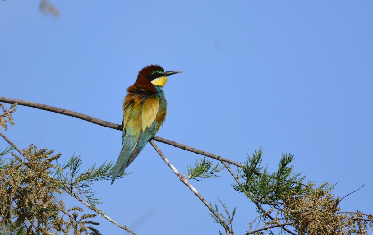 European Bee-eater - Dominique Blanc