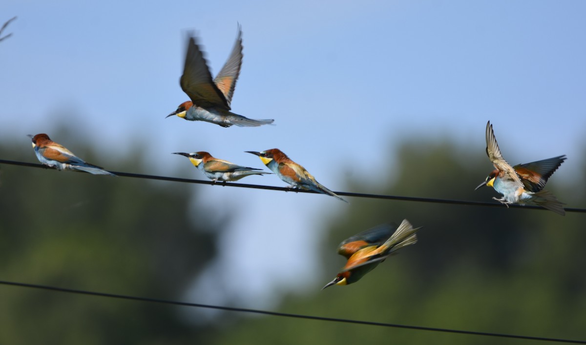 European Bee-eater - Dominique Blanc