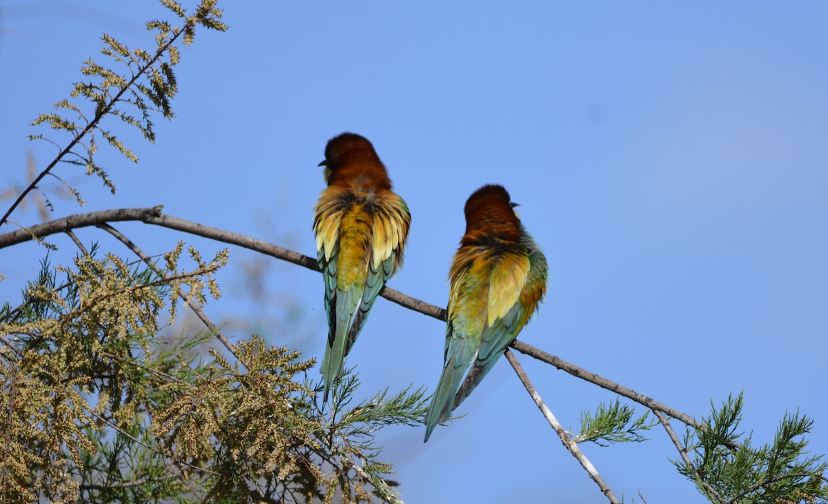 European Bee-eater - Dominique Blanc