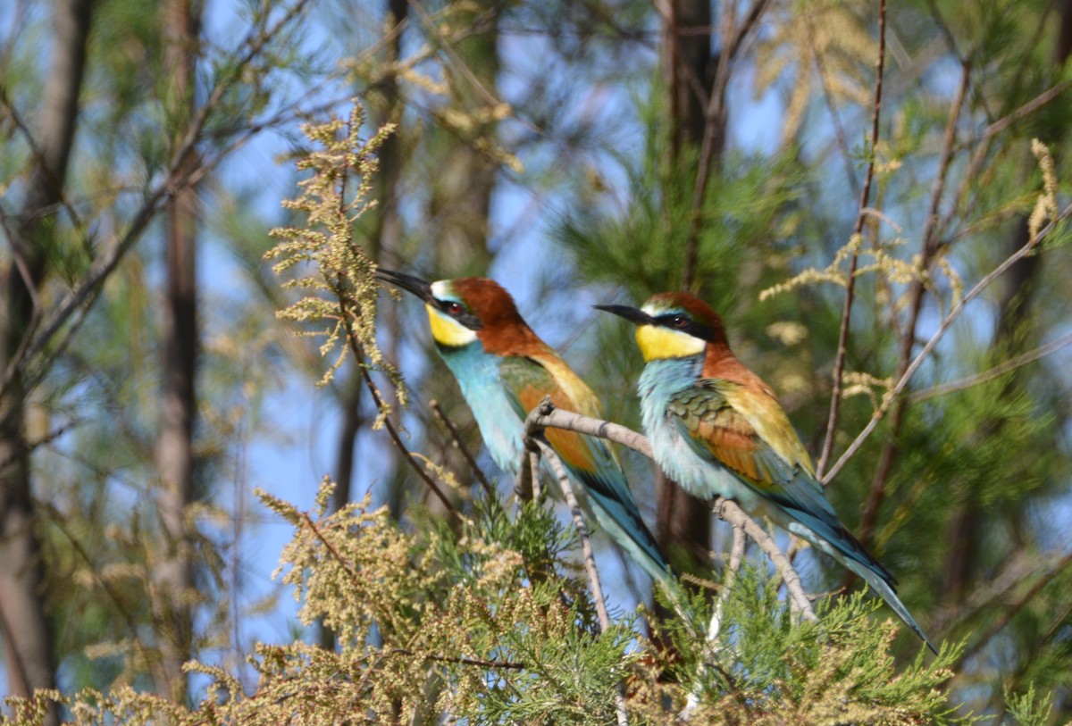 European Bee-eater - Dominique Blanc