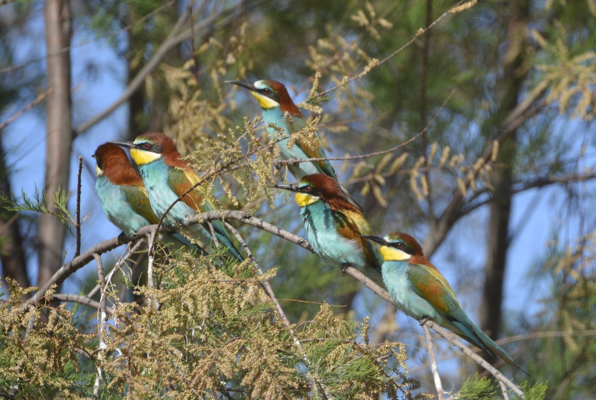 European Bee-eater - Dominique Blanc