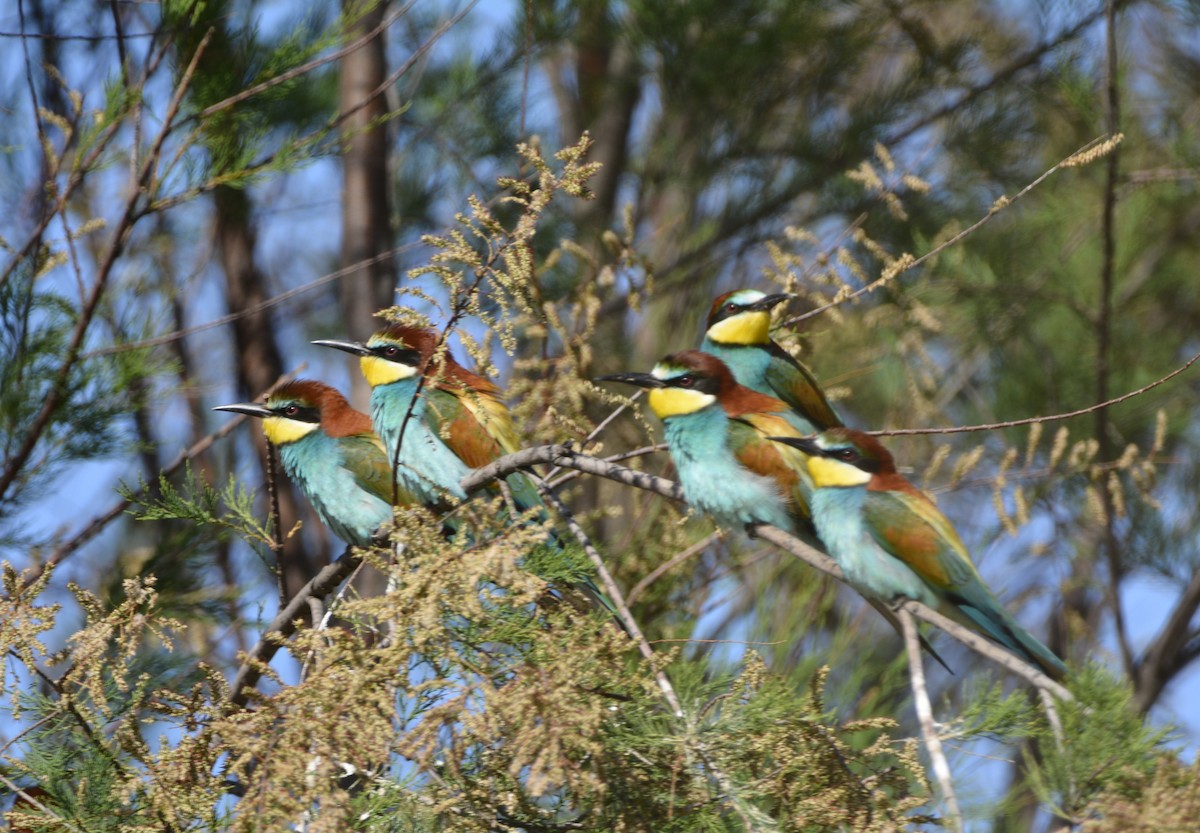 European Bee-eater - Dominique Blanc