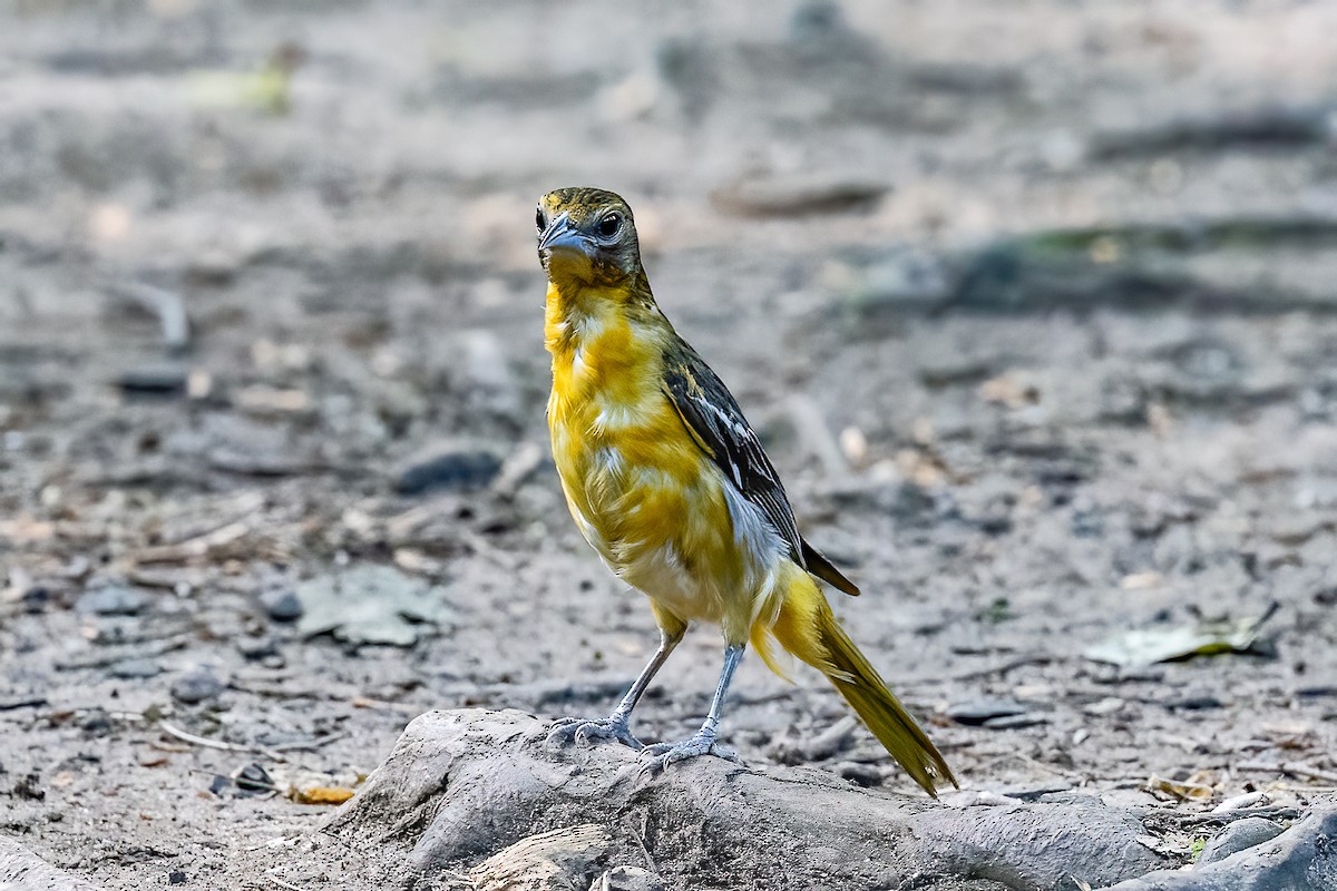 Baltimore Oriole - Chris S. Wood