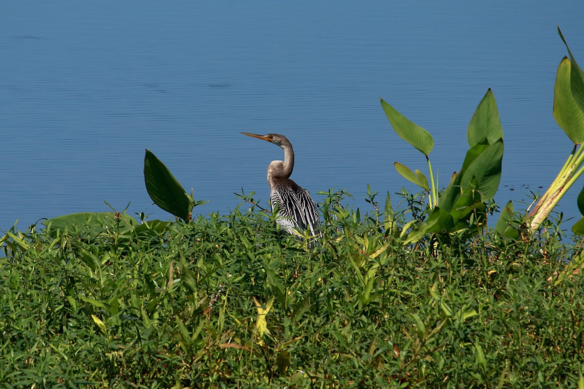 Anhinga - Taylor DiTarando