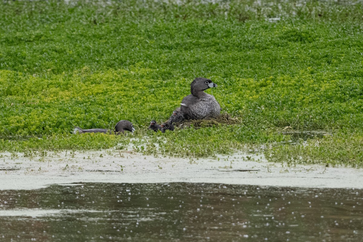 Pied-billed Grebe - Cynthia  Case