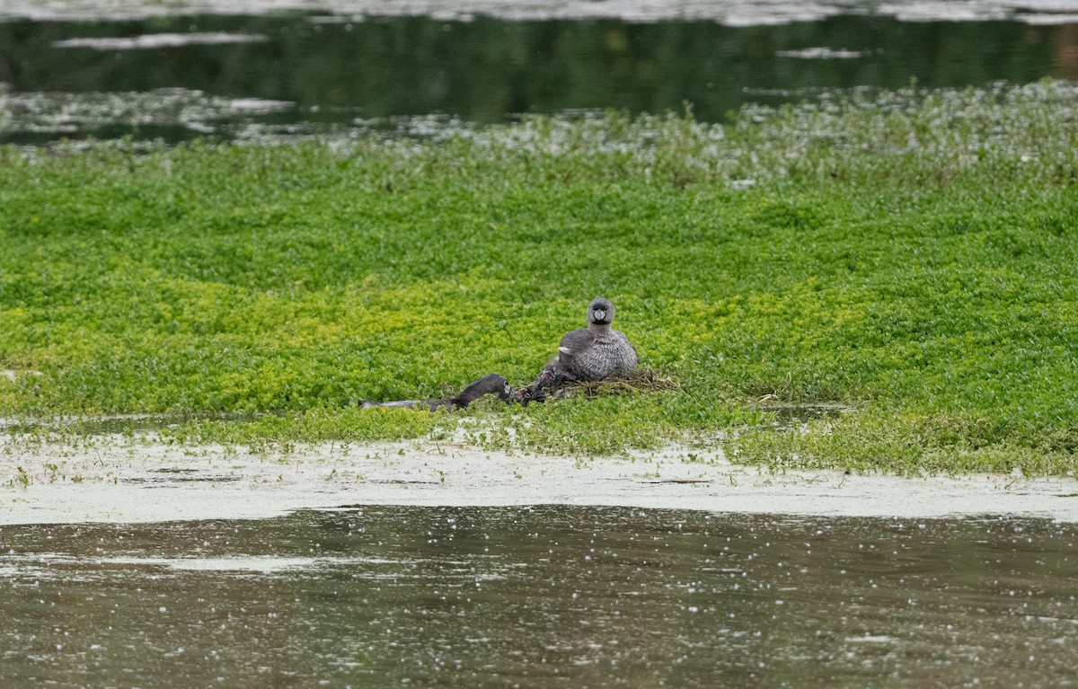 Pied-billed Grebe - Cynthia  Case