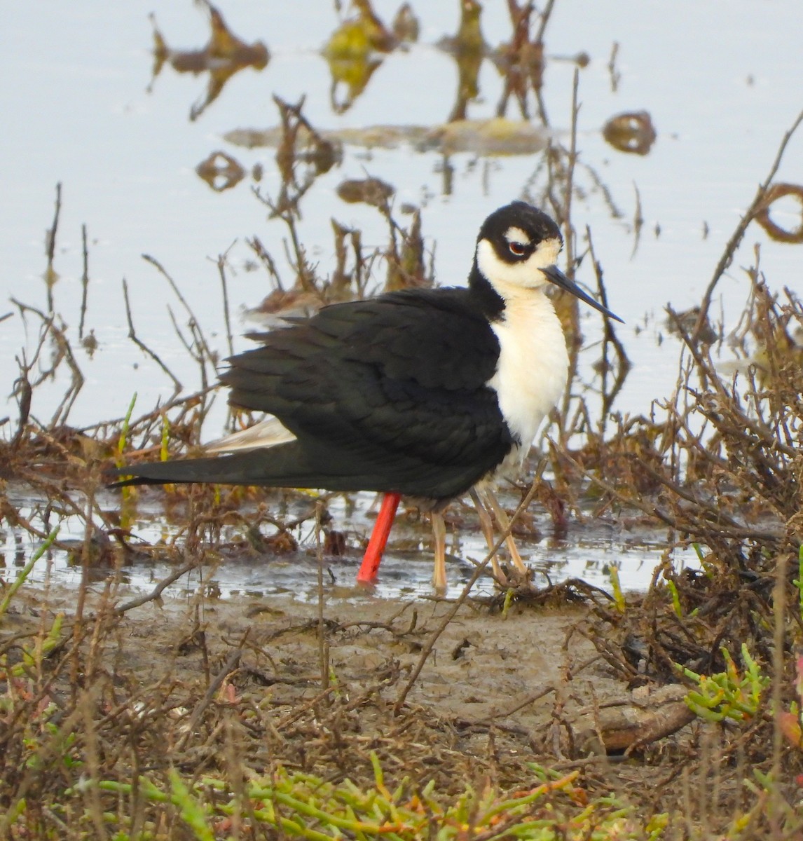 Black-necked Stilt - Lynn Scarlett