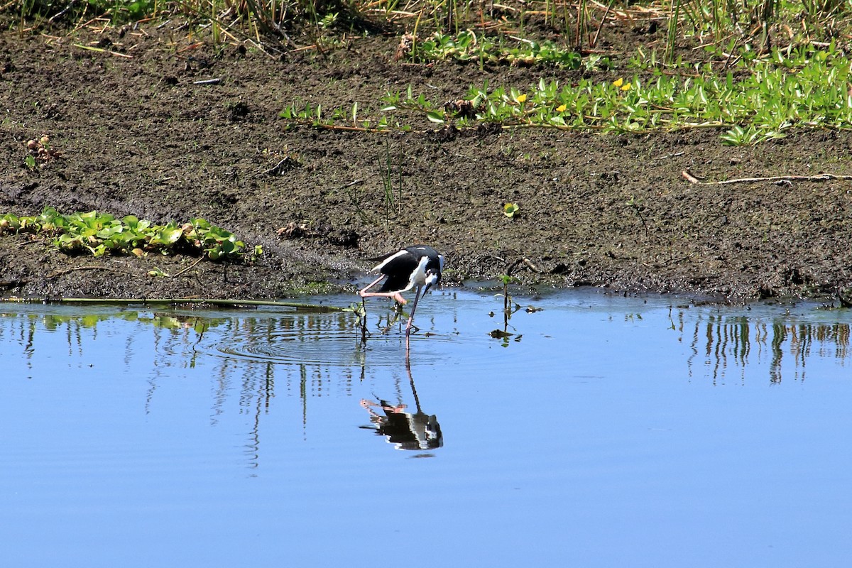 Black-necked Stilt - Taylor DiTarando