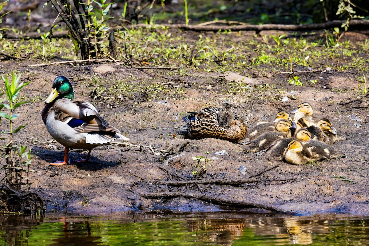 Mallard - Chris S. Wood