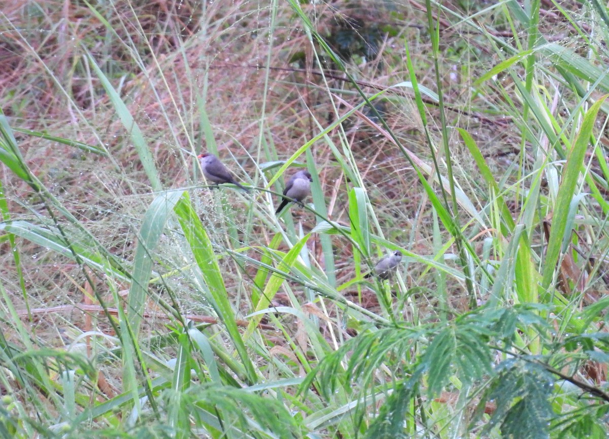 Common Waxbill - Rodrigo Quadros