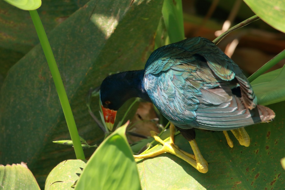 Purple Gallinule - Taylor DiTarando