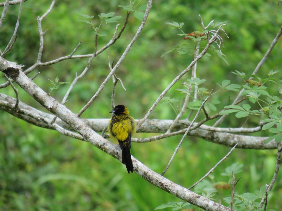 Black-cowled Oriole - Sam Holcomb