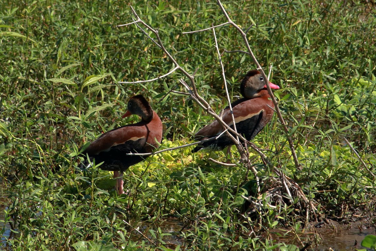 Black-bellied Whistling-Duck - Taylor DiTarando