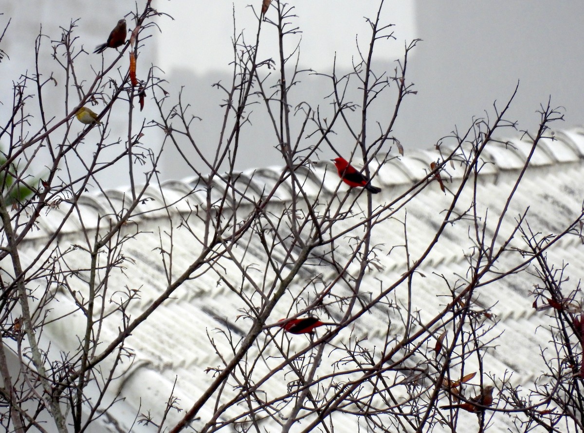 Brazilian Tanager - Rodrigo Quadros