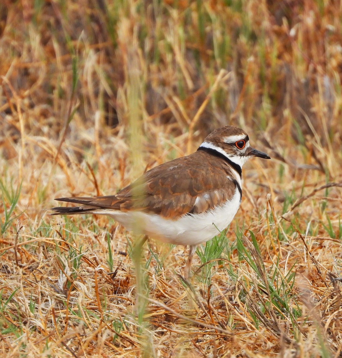 Killdeer - Lynn Scarlett