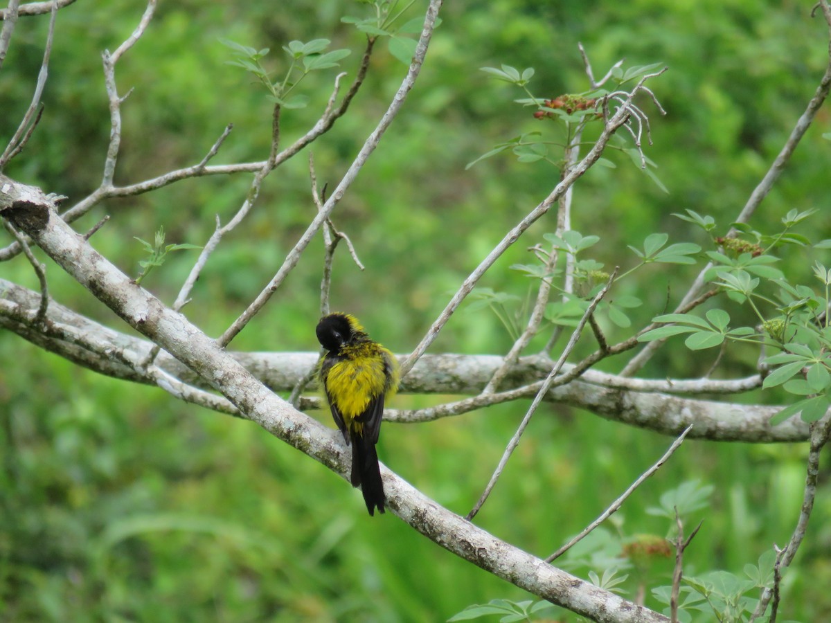 Black-cowled Oriole - ML619637139