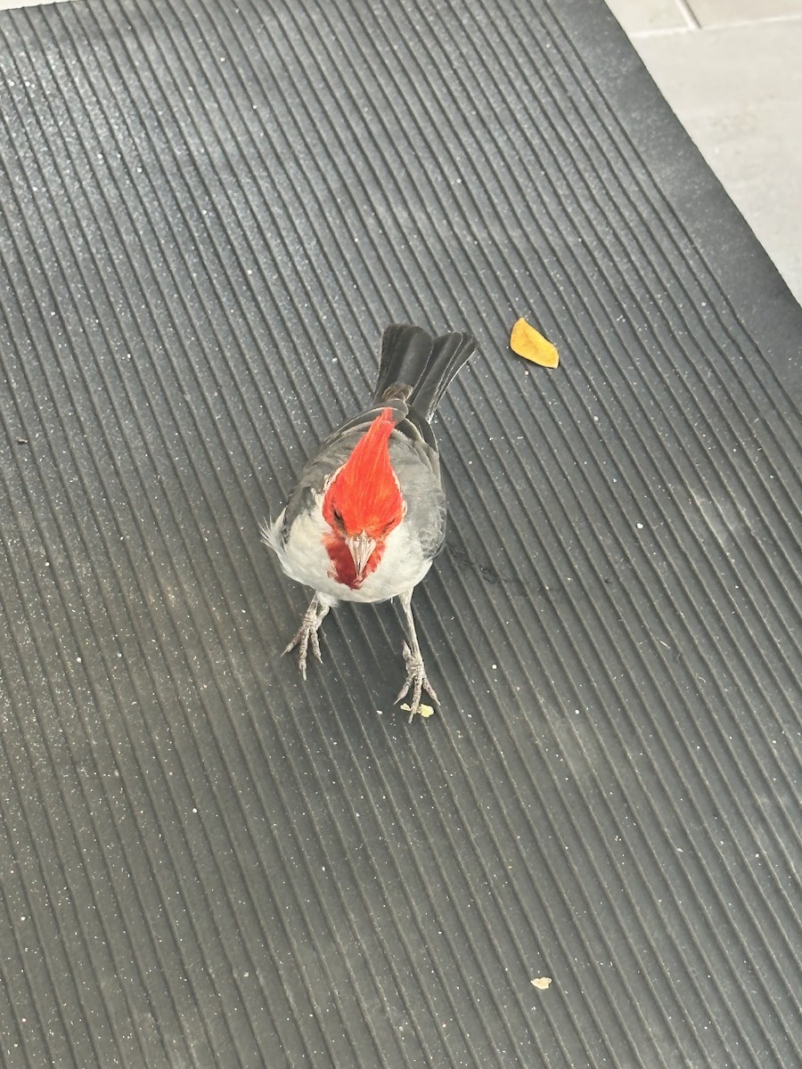 Red-crested Cardinal - Ken Hess