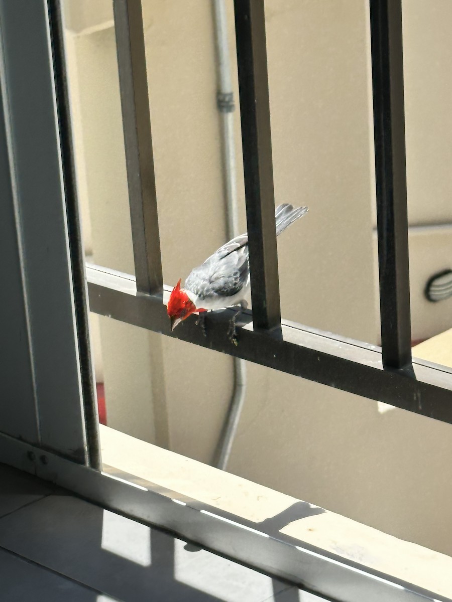 Red-crested Cardinal - Ken Hess