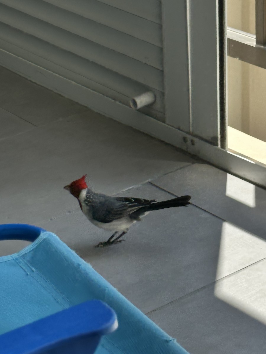 Red-crested Cardinal - Ken Hess