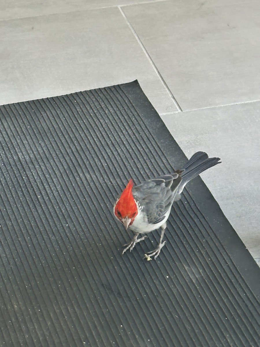 Red-crested Cardinal - Ken Hess