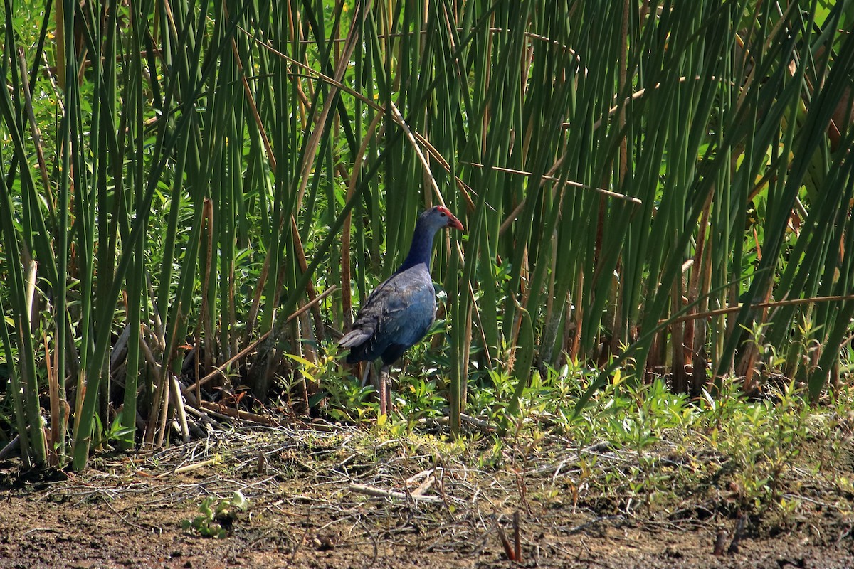 Gray-headed Swamphen - ML619637145