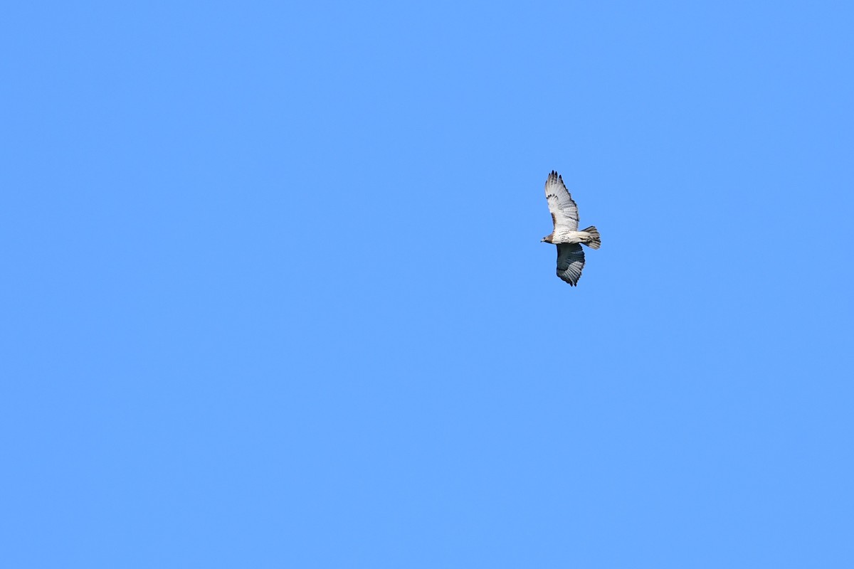 Red-tailed Hawk (borealis) - Paul Herwood