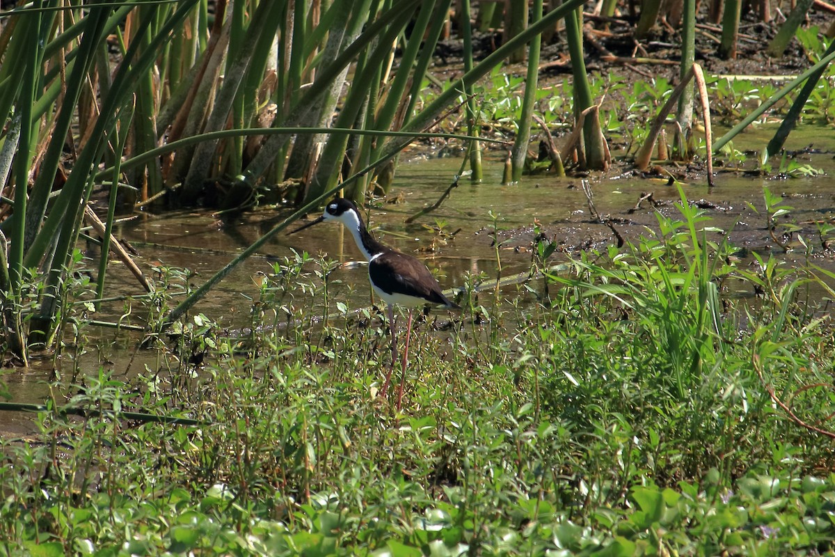 Black-necked Stilt - Taylor DiTarando