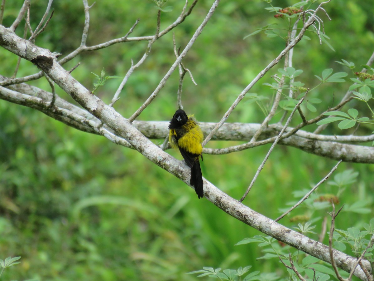 Black-cowled Oriole - Sam Holcomb