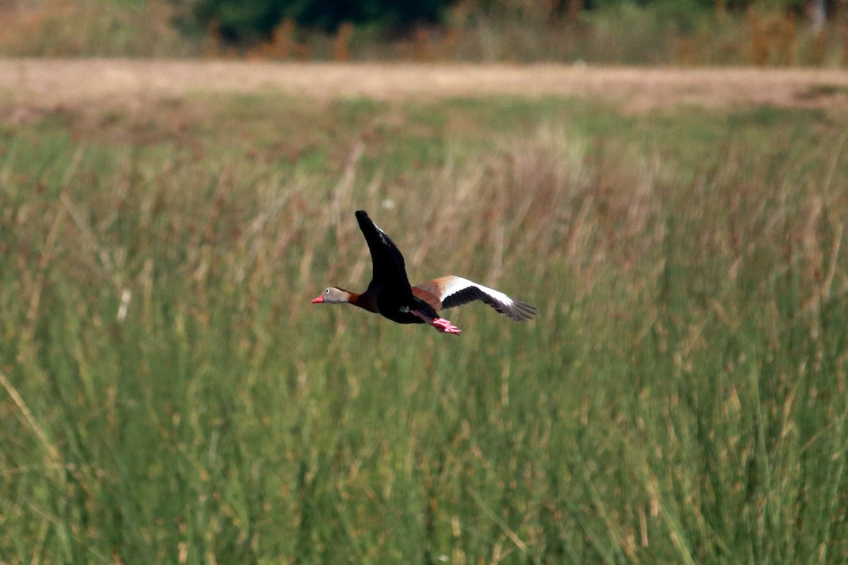 Black-bellied Whistling-Duck - Taylor DiTarando