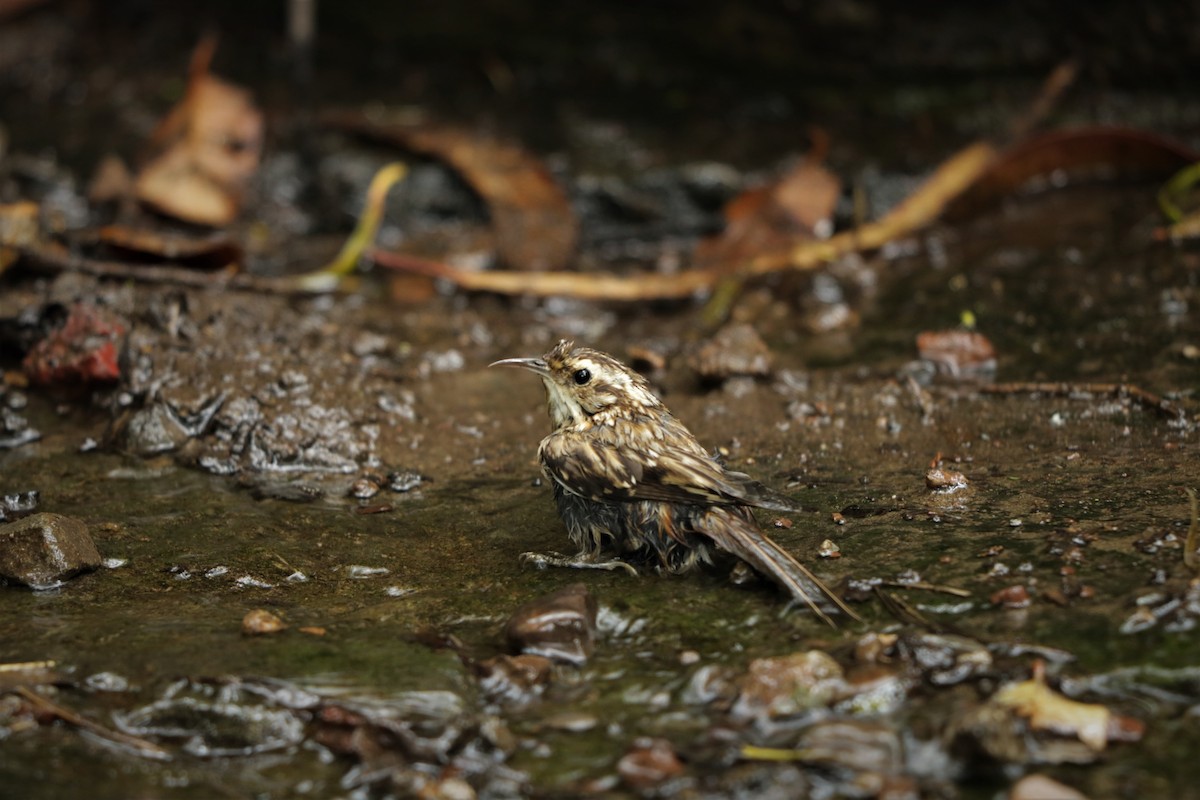 Brown Creeper - Joachim Gonzalez