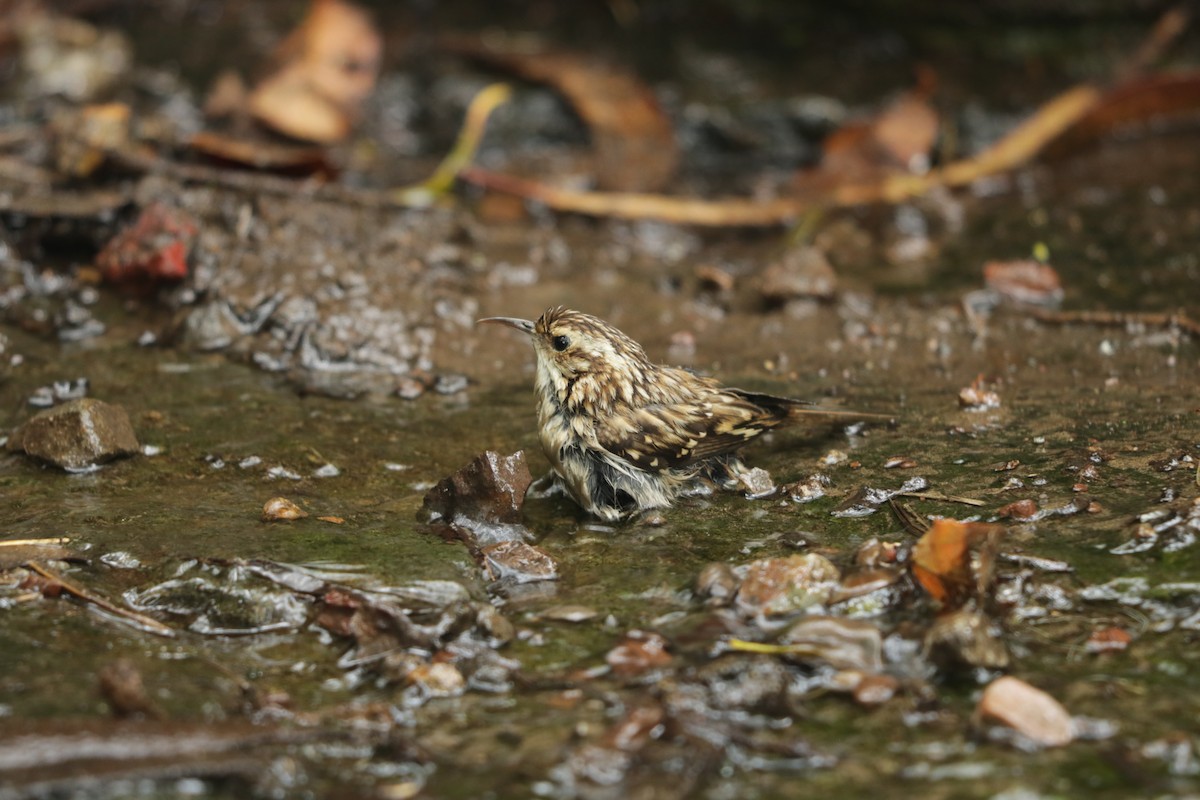 Brown Creeper - Joachim Gonzalez