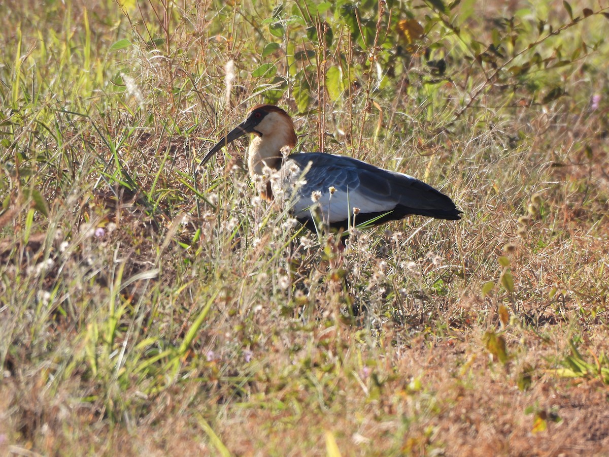 ibis bělokřídlý - ML619637164