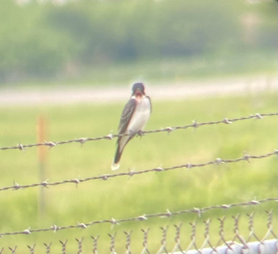 Eastern Kingbird - ML619637165