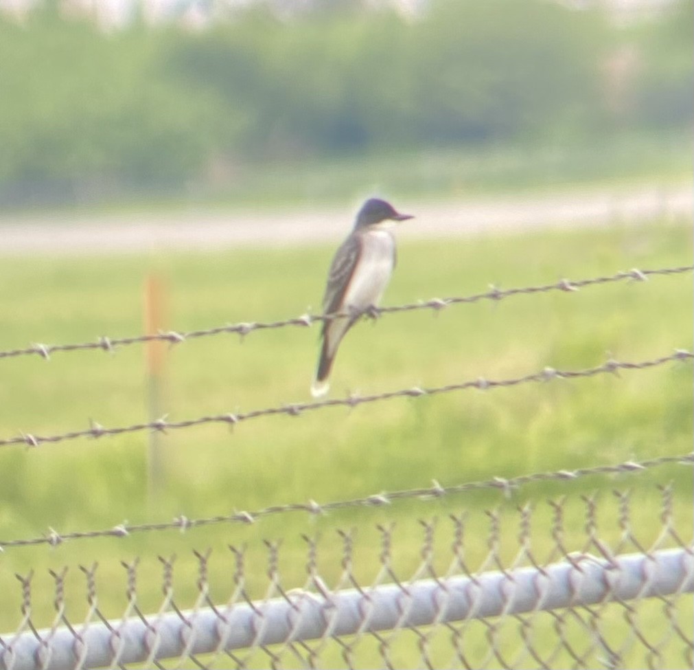 Eastern Kingbird - ML619637166