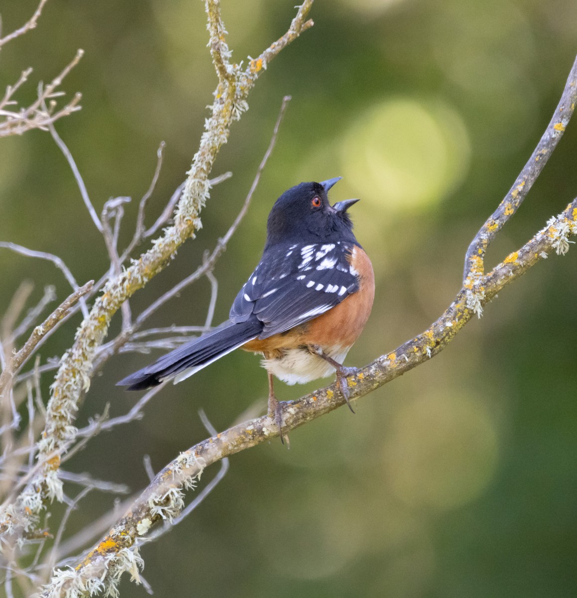 Spotted Towhee - Rohan Prinja