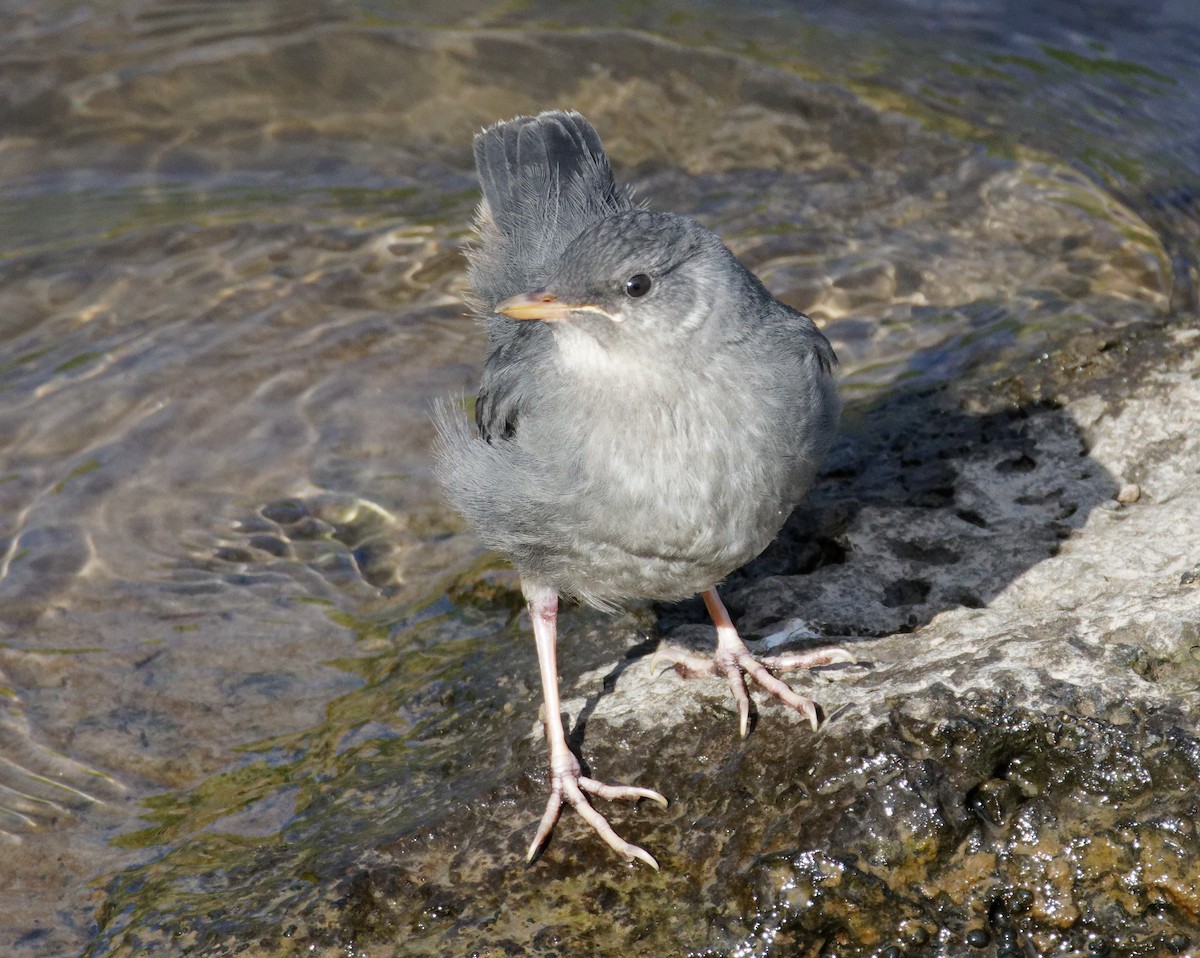 American Dipper - Dennis Butcher