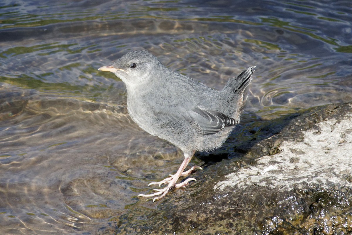 American Dipper - Dennis Butcher