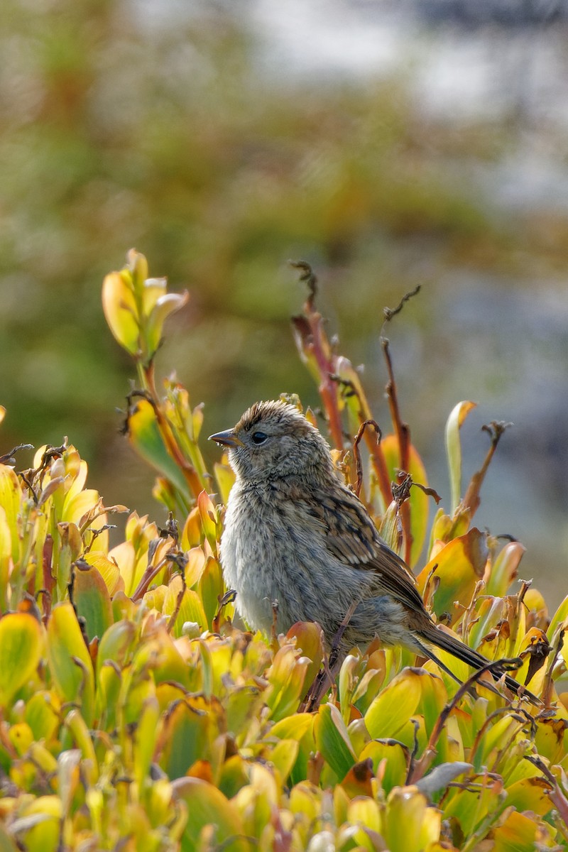 White-crowned Sparrow - Zhennong Li