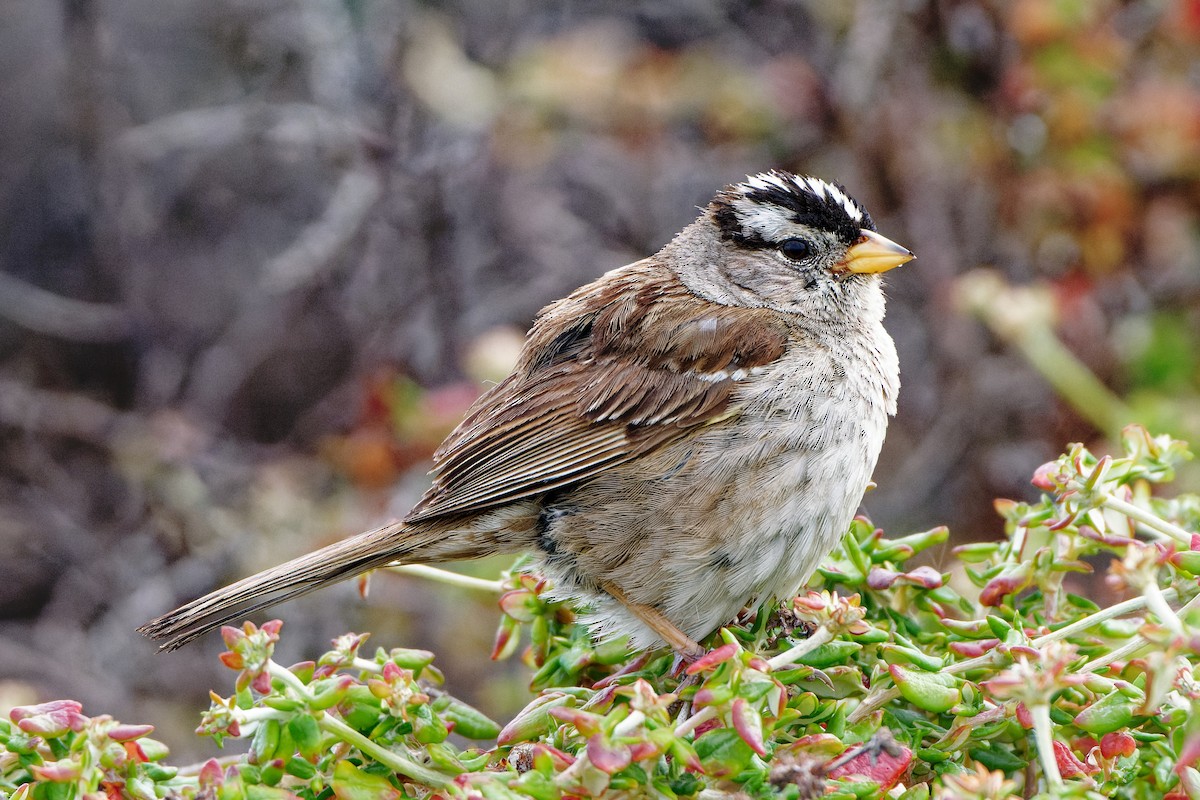 White-crowned Sparrow - Zhennong Li