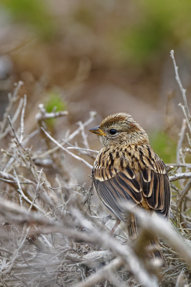 White-crowned Sparrow - Zhennong Li