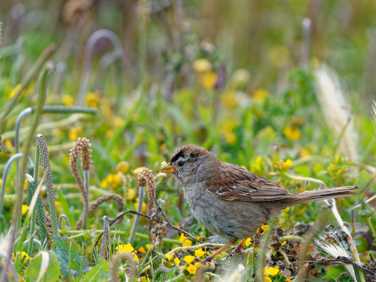 White-crowned Sparrow - Zhennong Li