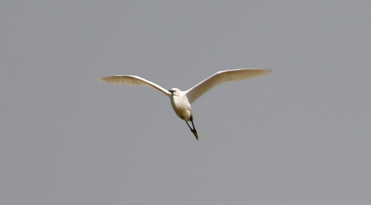 Little Egret - Onur Ekincioglu